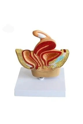 Medikaltec Kadın Pelvik TabanMaketi Mode - Medikaltec Kadın Pelvik TabanMaketi Model ürün görseli