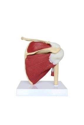 Medikaltec Kaslı Omuz Maketi Model33 – D - Medikaltec Kaslı Omuz Maketi Model33 - Resim 3