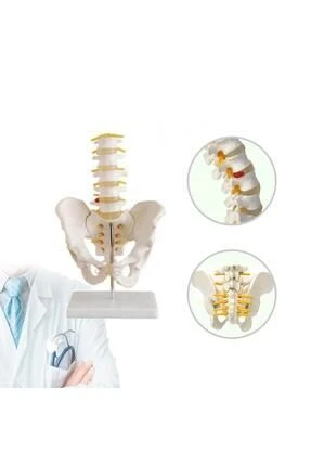 Medikaltec Omurga Pelvis MaketiModel 25  - Medikaltec Omurga Pelvis MaketiModel - Resim 3
