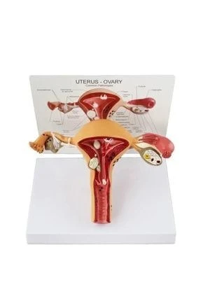 Medikaltec Uterus Pelvik TabanMaketi Mod - Medikaltec Uterus Pelvik TabanMaketi Model - Resim 2