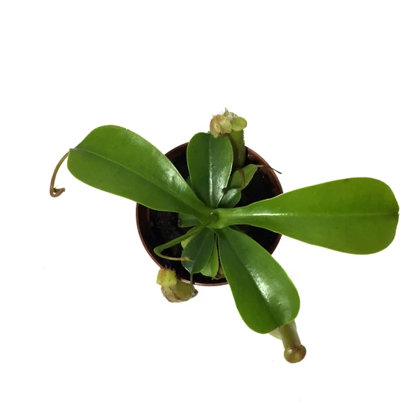 Nepenthes Alata (Su İbriği Bitkisi) - Resim 2