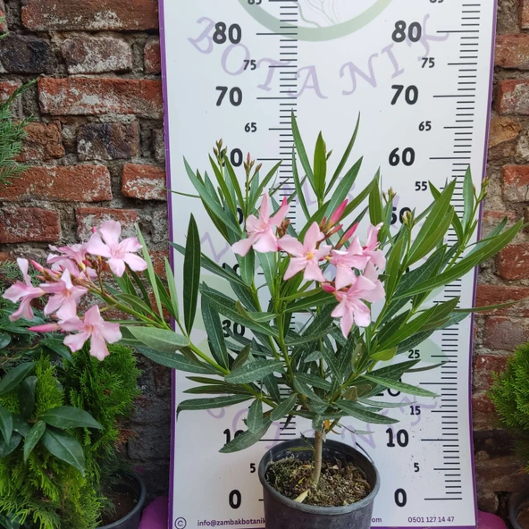 Zakkum Çiçeği (Nerium oleander) - Renkli ve Dayanıklı Çiçekli Bitki - Resim 7