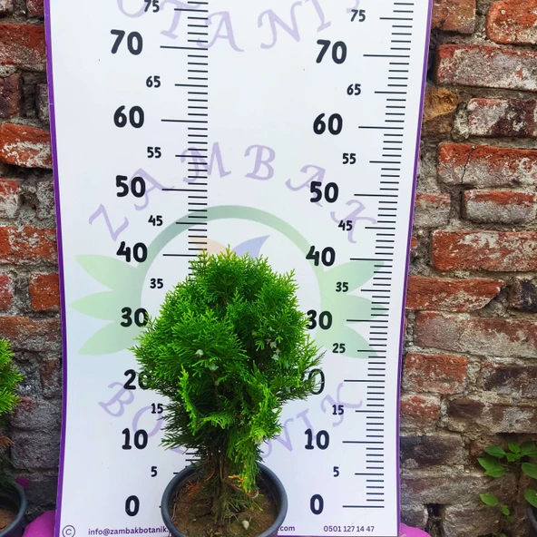 Mazı çamı (Thuja) - Dayanıklı ve Dekoratif çam ağacı ürün görseli