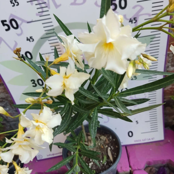 Zakkum Çiçeği (Nerium oleander) - Renkli ve Dayanıklı Çiçekli Bitki - Resim 5