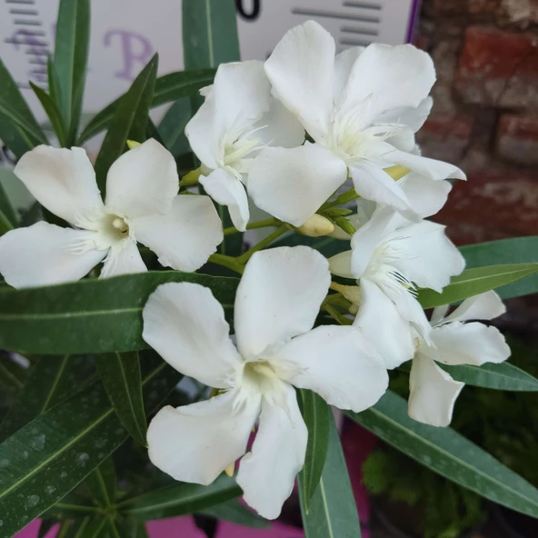 Zakkum Çiçeği (Nerium oleander) - Renkli ve Dayanıklı Çiçekli Bitki - Resim 2