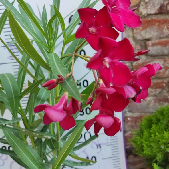 Zakkum Çiçeği (Nerium oleander) - Renkli ve Dayanıklı Çiçekli Bitki - Resim 6