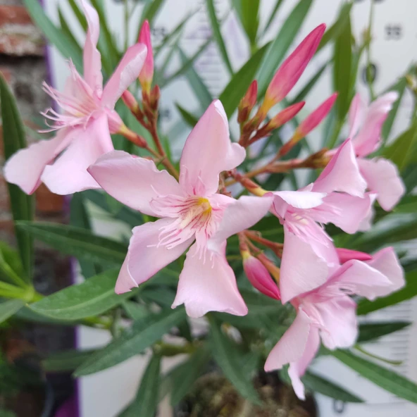 Zakkum Çiçeği (Nerium oleander) - Renkli ve Dayanıklı Çiçekli Bitki - Resim 8