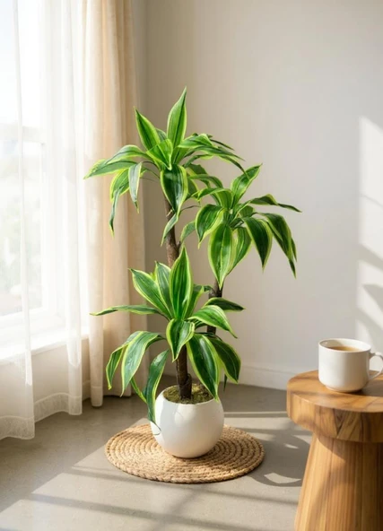 Yapay Ağacı Yukka Sarı Şeritli Draceena Ağacı Beyaz Küre Saksıda 100*50cm ürün görseli 1