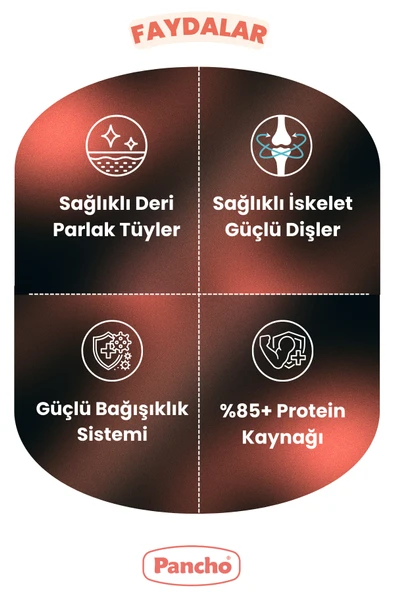 PANCHO YAVRU KEDİ MAMASI 15KG - 2