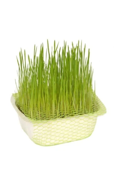 Quik Doğal Kedi Çimi (Fileli) X 3 Adet