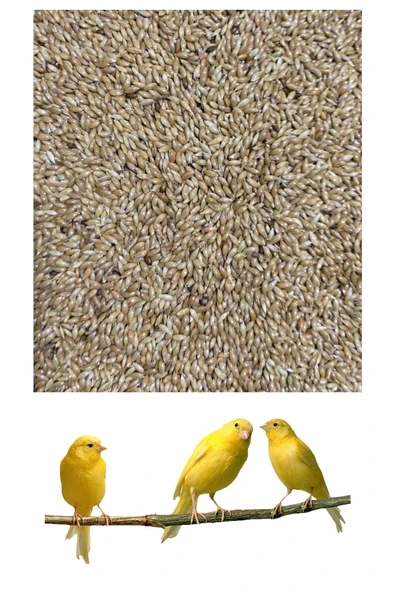 Vivid Sade Kanarya Yemi 1 Kg (aspur) ürün görseli 1