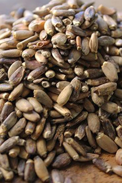 Petdoys Kuşlarınızın Yaşam Kaynağı Mikro Deve Dikeni Tohumu - 250 Gram - Resim 3