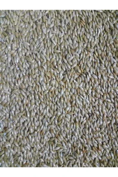 Vivid Bird Vivid Aspur Sade Kanarya Yemi ürün görseli 1