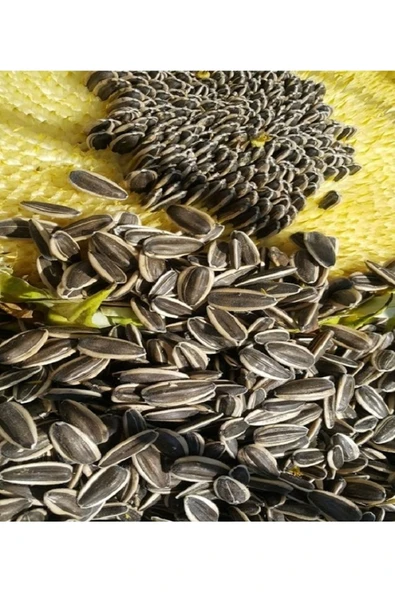 Ankara Yem Evi Alaca Çekirdek  500 gr