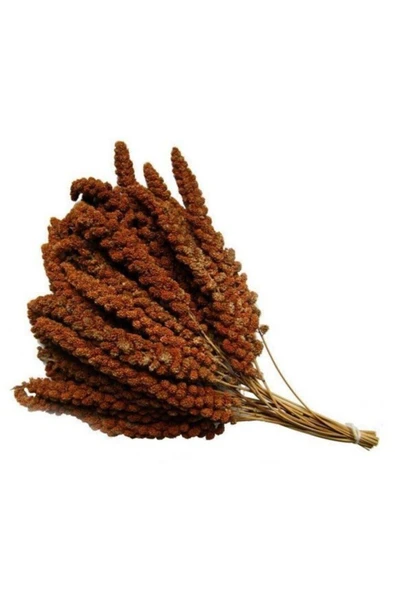 İKSİR PROF KUŞ MAMASI Kızıl Dal Darı 500 Gr ürün görseli 1