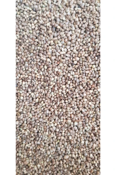 Vivid Bird Cedene Tohumu Kuş Yemi 1kg ürün görseli 1