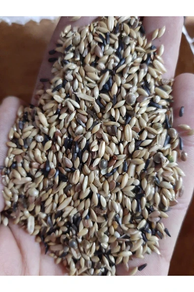 İKSİR PROF KUŞ MAMASI Süper Karışık Kanarya Yemi 1 Kg - Resim 2