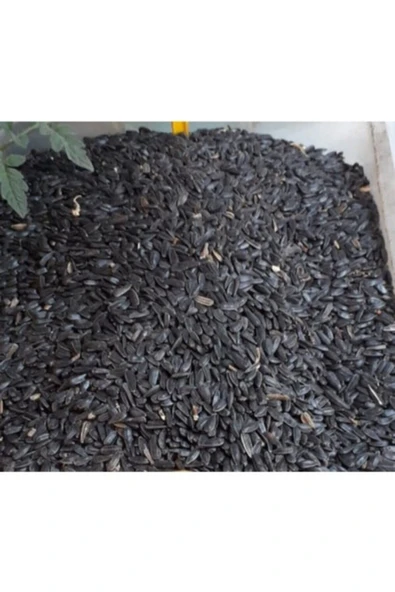 MOYASHOP By Tuna Kuruyemiş Papağan Siyah Çekirdek Yemi Kuş Yemi 1 kg ürün görseli