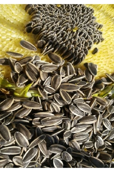 Ankara Yem Evi Alaca Çekirdek (küçük Tane) 1 Kg ürün görseli 1