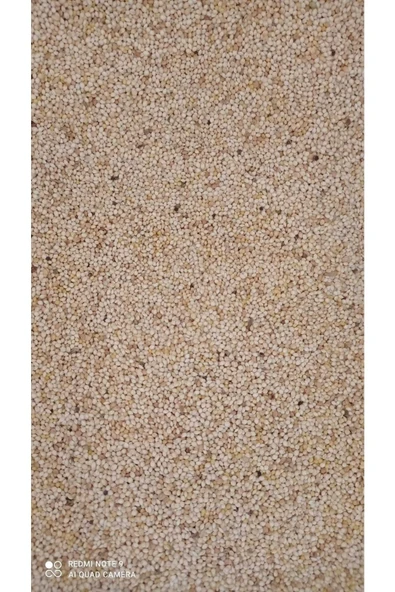 Erenpet Ak Darı Kuş Yemi 1 Kg. ( 1000 Gr.) - Resim 2