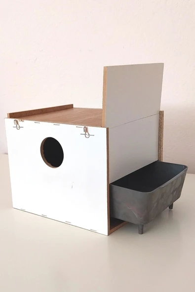 GreenPet Muhabbet Kuşu Yavruluğu - Resim 2