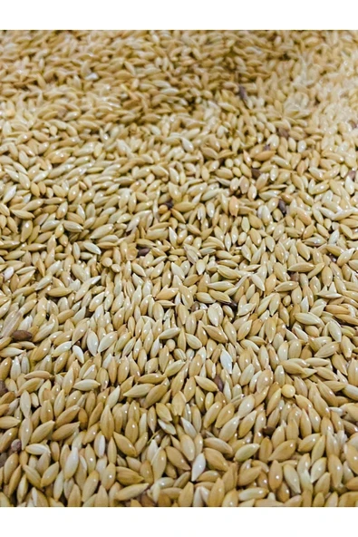MUHABBET Kanarya Yemi (aspur) 1 Kg ürün görseli 1