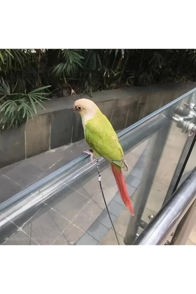 Ankara Yem Evi Sultan Papağanı Konur Papağanı Rozella Papağanı Açık Hava Gezinti Aparatı - Resim 3