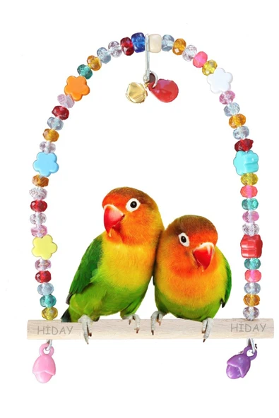 Ankara Yem Evi Sultan Papağanı Cennet Sevda Papağanı Boncuklu Salıncak ürün görseli