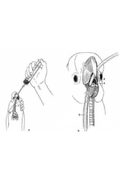 Kanaryapo Yavru Kuş Profesyonel Elle Besleme Aparatı No:2 - Resim 2