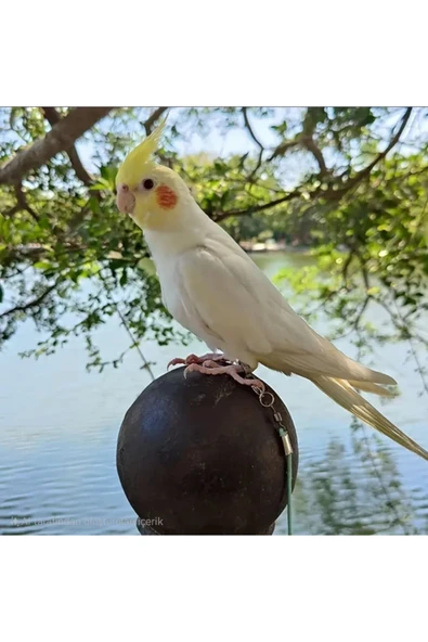 Ankara Yem Evi Sultan Papağanı Konur Papağanı Rozella Papağanı Açık Hava Gezinti Aparatı - Resim 2