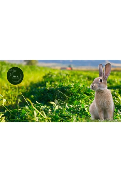 Canbay Doğal Ürünler DOĞAL KURU YONCA KEMİRGEN OTU-TAVŞAN-GİNEPİG-HAMSTER 2500 Gr - 1