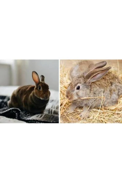 1kg Arpa Samanı - Kemirgen Otu - Kuş Otu - Folluk Otu - Sürüngen Otu - Yavrulama Altlığı - 2