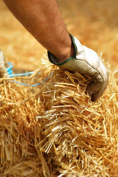 1 Kg Arpa - Buğray Samanı - Kemirgen Otu - Kuş Otu - Folluk Otu - Sürüngen Otu - Yavrulama Altlığı - 2