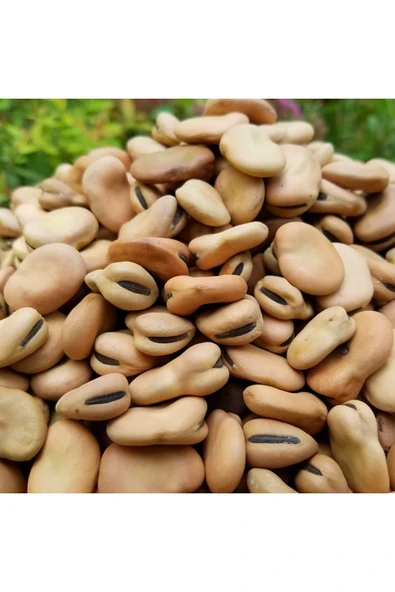 naturalköyürünleri Kuru Bakla 500 Gr - 1