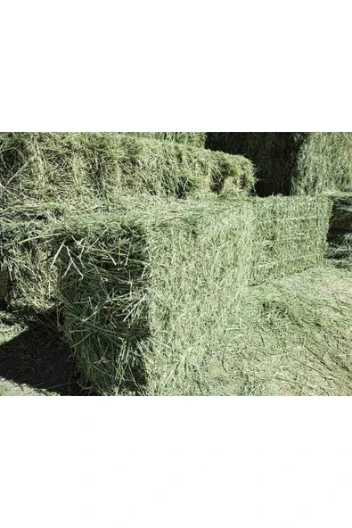 Canbay Doğal Ürünler  3 kg Kuru Yonca Otu, Kemirgen Otu (CHİNCHİLLA, TAVŞAN, GİNEPİG, HAMSTER İÇİN) 2kg - 1
