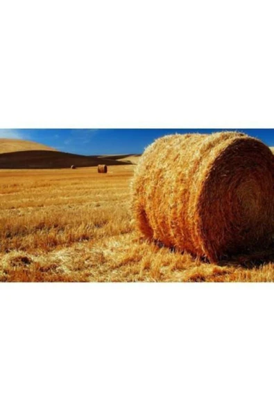 1kg Arpa Samanı - Kemirgen Otu - Kuş Otu - Folluk Otu - Sürüngen Otu - Yavrulama Altlığı - 4