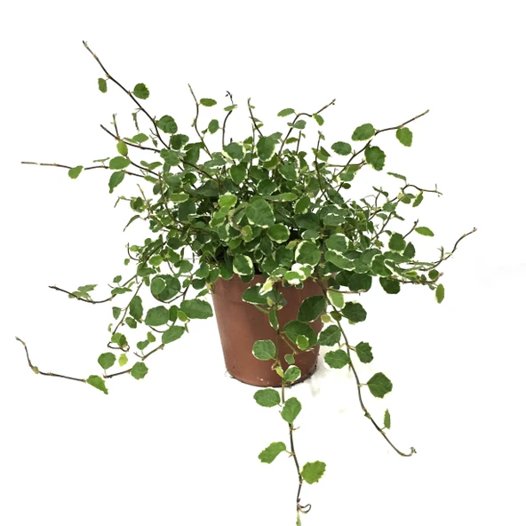 Ficus Pumila 'Variegata' (Kauçuk Çiçeği) ürün görseli