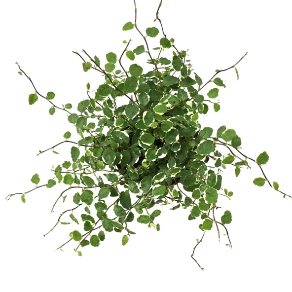 Ficus Pumila 'Variegata' (Kauçuk Çiçeği) - Resim 2