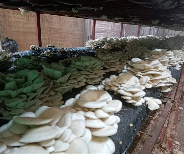 1 kg İstiridye Mantar Tohumu( 4 adet ekim poşeti hediyeli) - Resim 2