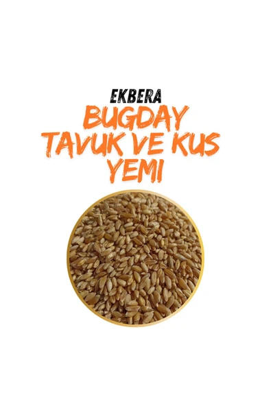 EKBERA Tavuk, Güvercin Ve Kanatlılar Için Yemlik Buğday (SARI TANE) - 10 Kg - 2