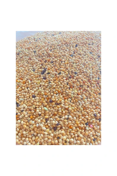 EKBERA Karışık Muhabbet Yemi - Yeni Mahsül - 1 kg - Ekmeksiz - Resim 3