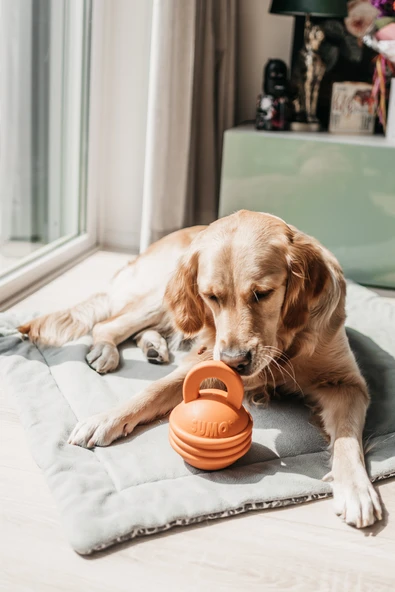 Beeztees Sumo Kettlebell (girya) Şeklinde Dental - Resim 2