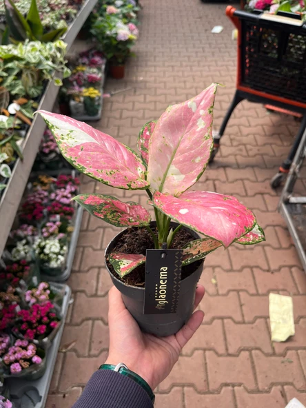 Aglaonema 'Jazzy Red' (Çin Herdemyeşili) - Resim 3