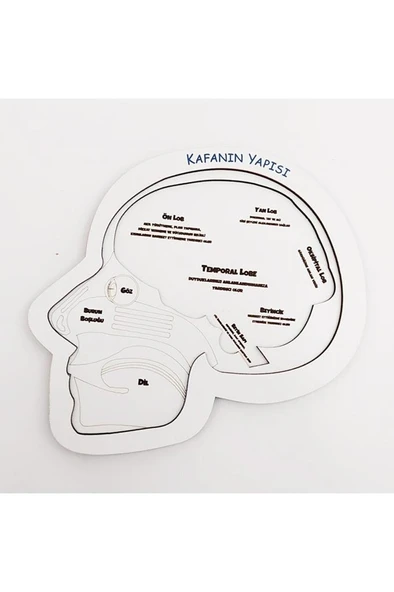 Moon Beavers Kafanın Yapısı Ahşap Eğitici Oyun - 4