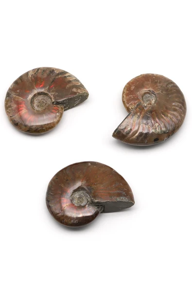Ammonite Fosil Parça - 27 Gr. - Resim 2