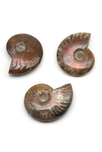 Ammonite Fosil Parça - 27 Gr. ürün görseli 1