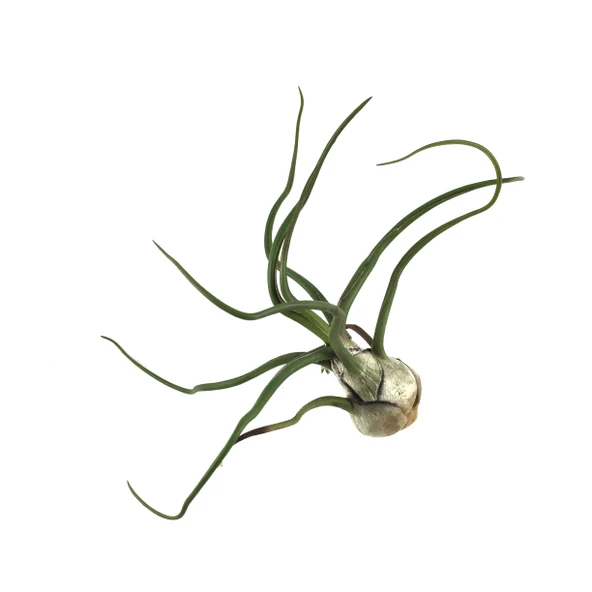 Tillandsia Bulbosa (Hava Bitkisi) - Resim 2