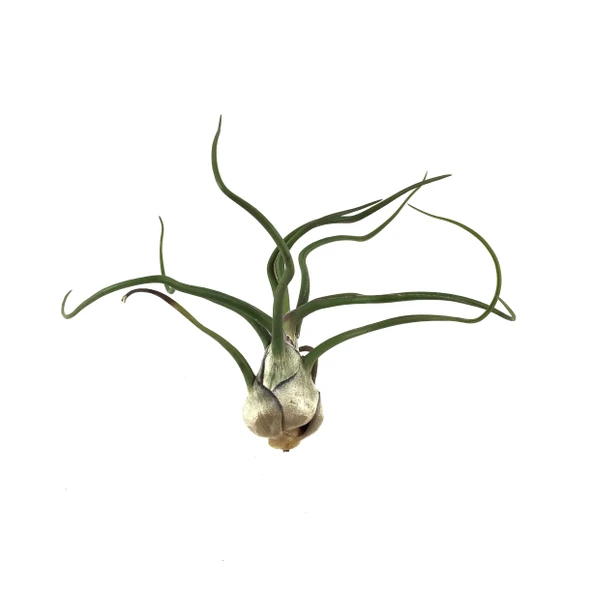 Tillandsia Bulbosa (Hava Bitkisi) ürün görseli