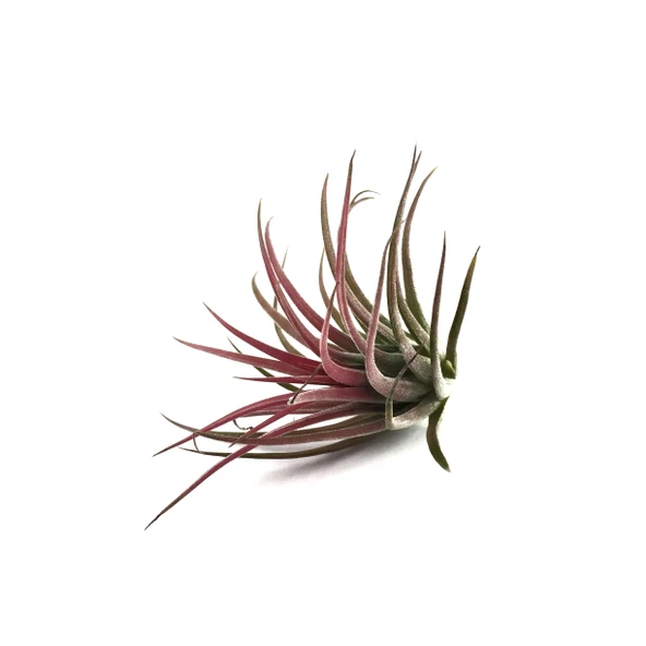 Tillandsia Ionantha (Hava Bitkisi) ürün görseli