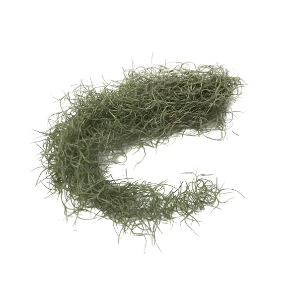 Tillandsia Usneoides (Hava Bitkisi) - Resim 2